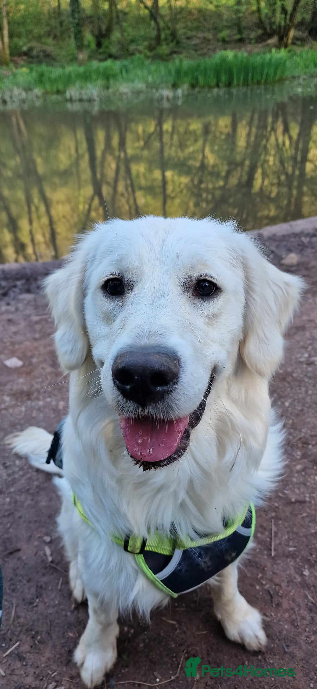 Golden Retriever dogs for sale: Dave the Retriever - Image 1