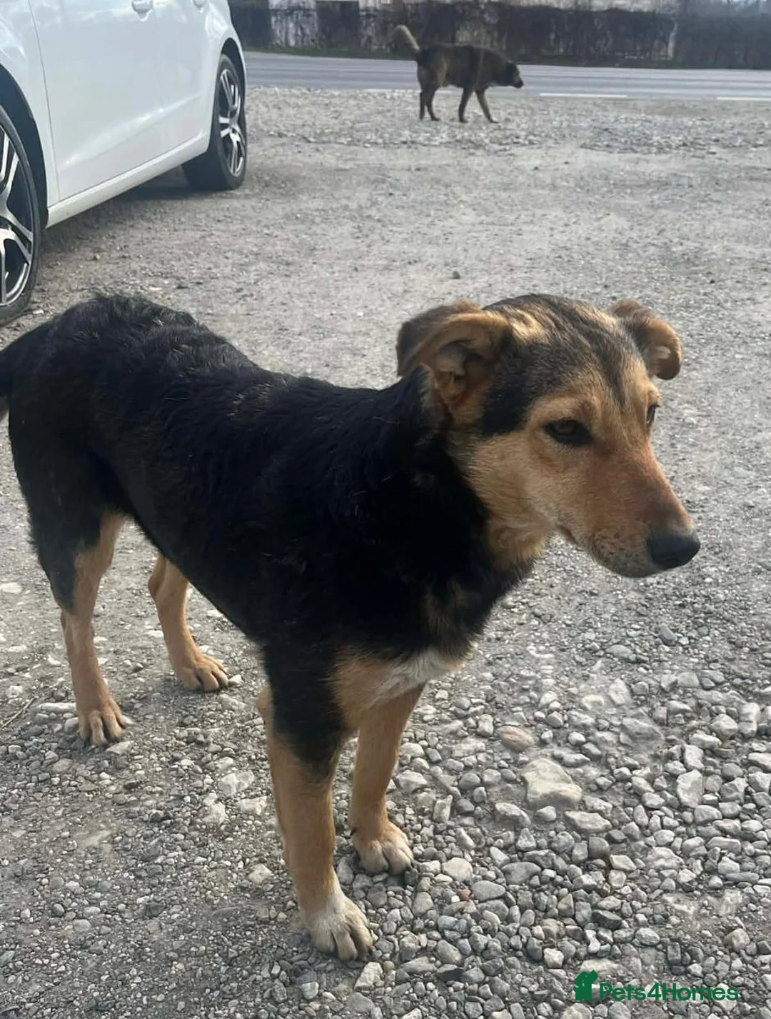 Mixed Breed dogs for adoption: 🐾 Meet Larisa - a gentle girl for a Loving Home💛 - Advert 5