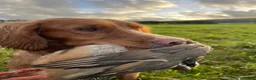 Sprocker dogs for sale: Sproker pups  - Advert 3