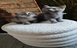Scottish Fold cats for sale: Adorable Scottish Fold and Straight Kittens  - Image 5