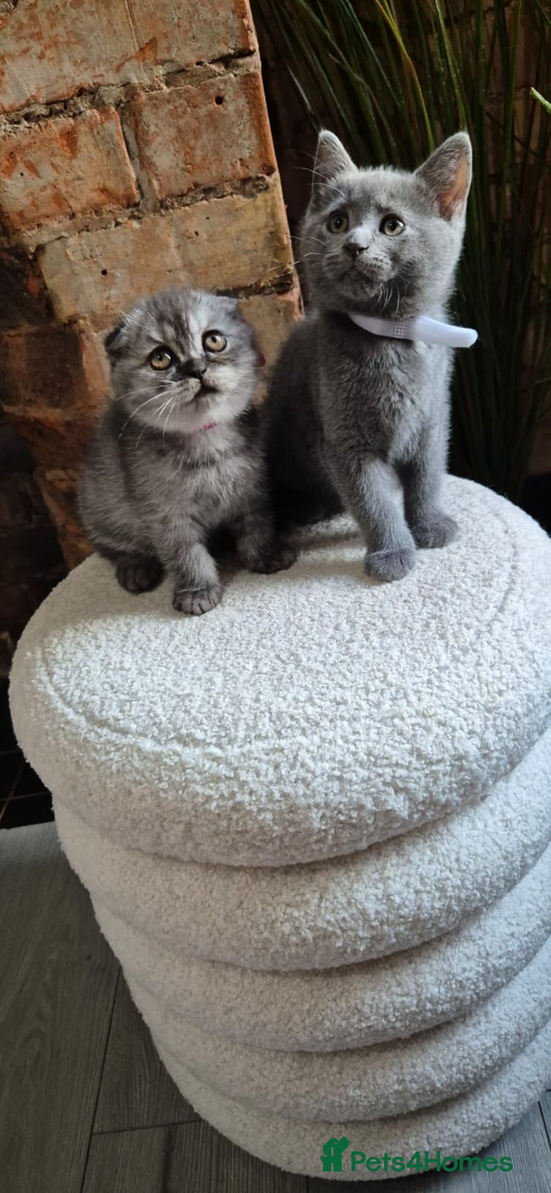 Scottish Fold cats for sale: Adorable Scottish Fold and Straight Kittens  - Image 5