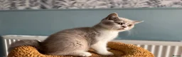 British Shorthair cats for sale: 🐾British Shorthair Kittens GCCF Registered🐾 - Advert 21