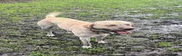 Labrador Retriever dogs for sale: Adorable labrador Boy  Looking for a Loving Home in Edinburgh - Advert 1
