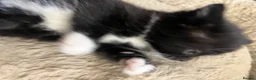 Mixed Breed cats for sale: Stunning Mixed Breed Tuxedo Female kittens - Advert 11