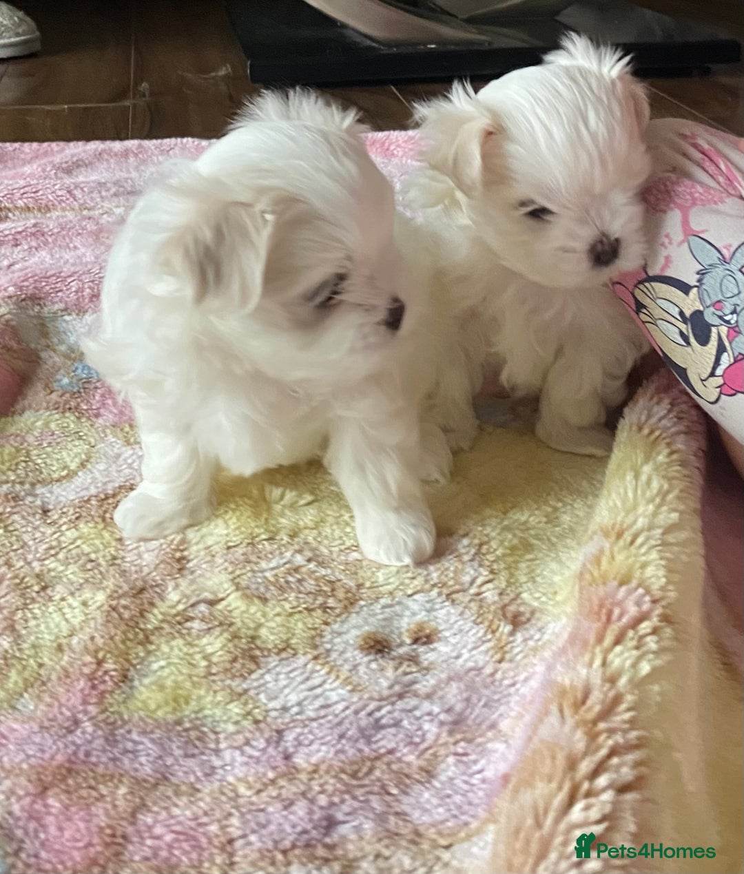 Maltese dogs for sale: Tiny Maltese puppies  - Image 4