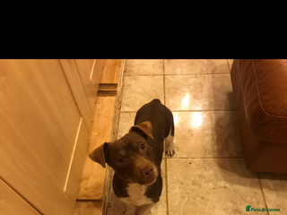Jack Russell dogs in Wednesbury - Advert 30