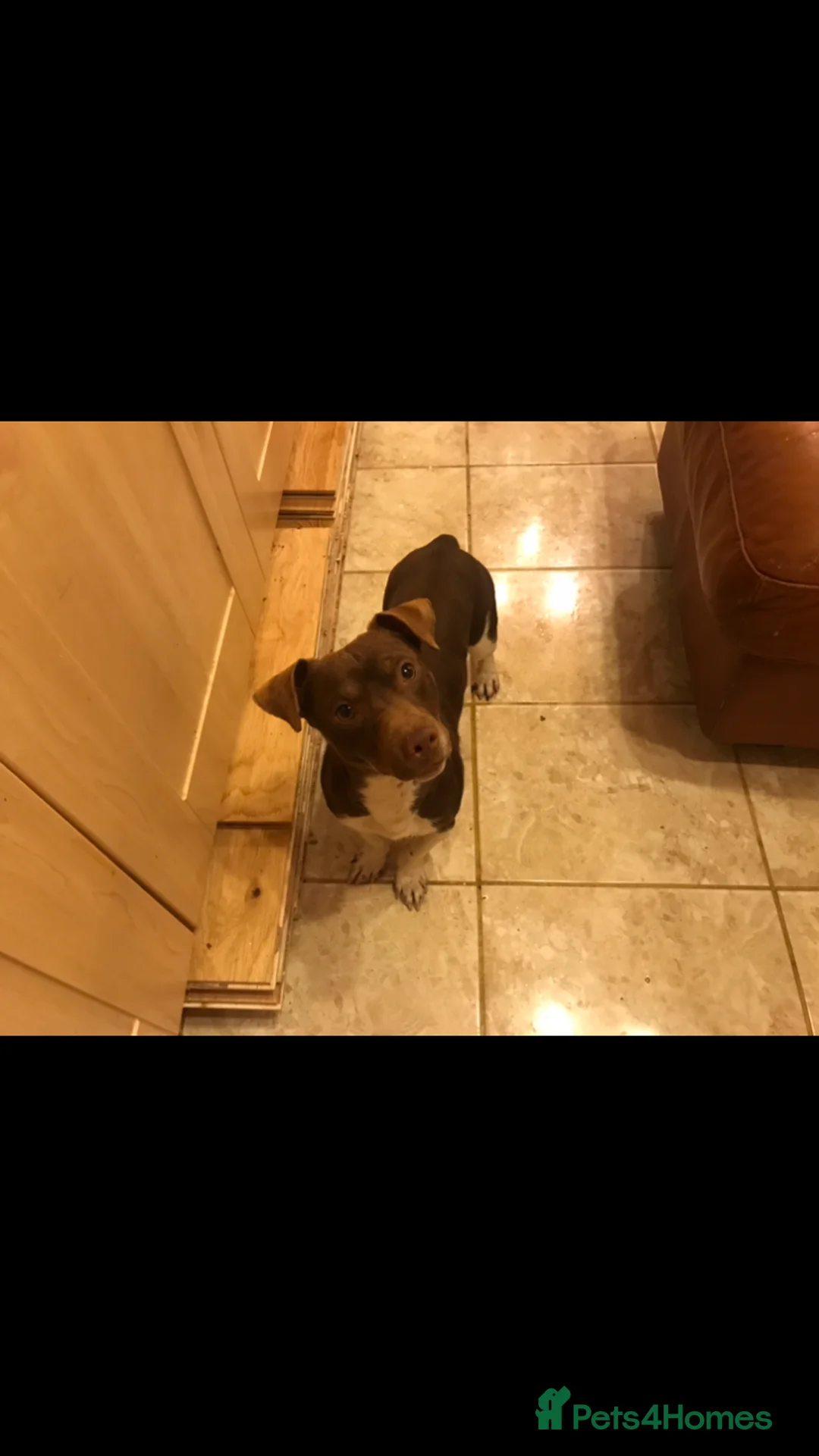 Jack Russell dogs for stud: jack russell for stud in Wednesbury - Advert 1