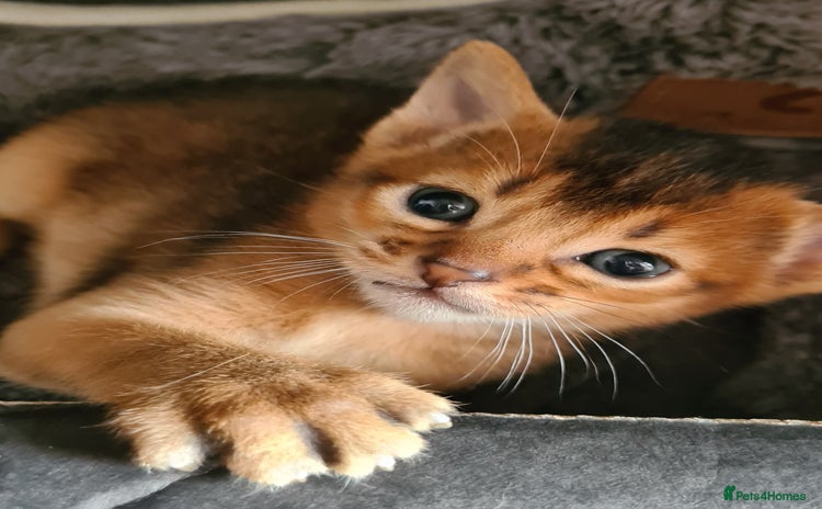 Abyssinian cats - Advert 2