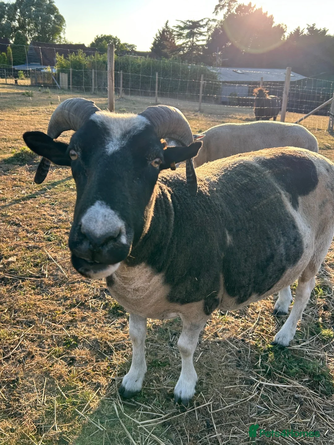 Sheep livestock for sale: 2 x pet sheep looking for loving home in Farnham - Advert 1
