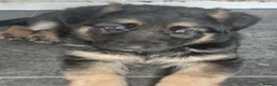 German Shepherd dogs for sale: German Shepherd pups - Advert 7