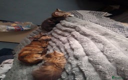 Mixed Breed cats for sale: Mixed bread female kittens  - Image 9