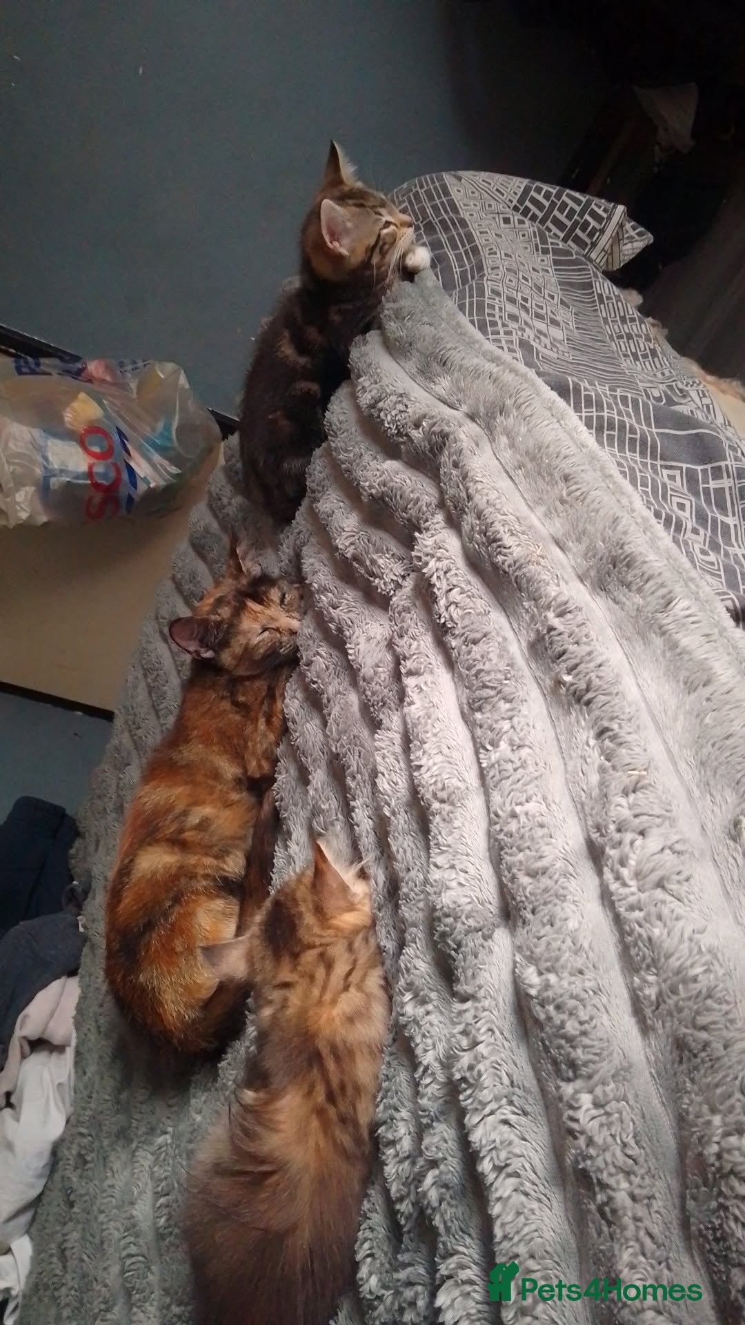 Mixed Breed cats for sale: Mixed bread female kittens  - Image 9