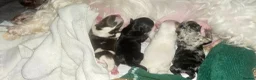 Yorkshire Terrier dogs for sale: Beautiful Colourful Yorkshire Terrier Puppies  - Advert 1