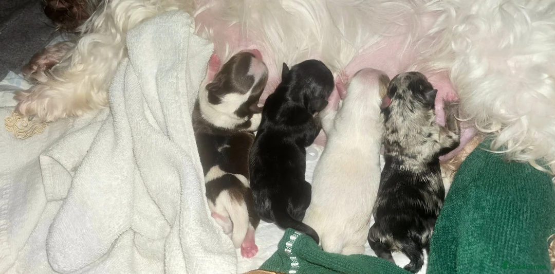 Yorkshire Terrier dogs for sale: Beautiful Colourful Yorkshire Terrier Puppies  - Advert 1