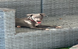 Whippet dogs for sale: Kc reg whippets Hear and eye tested parents  - Image 36