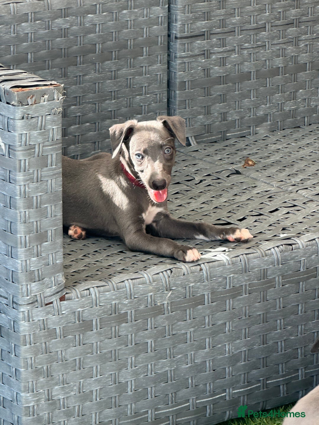Whippet dogs for sale: Kc reg whippets Hear and eye tested parents  - Image 36