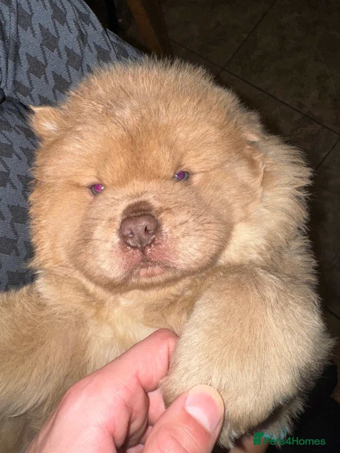 Chow Chow dogs for sale: 3 beautys left ⭐️  - Advert 13
