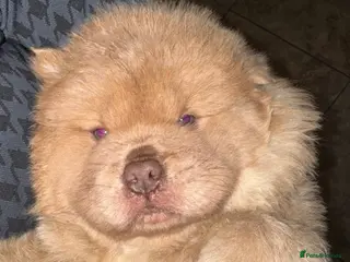 Chow Chow dogs 3 beautys left ⭐️ - Advert 3