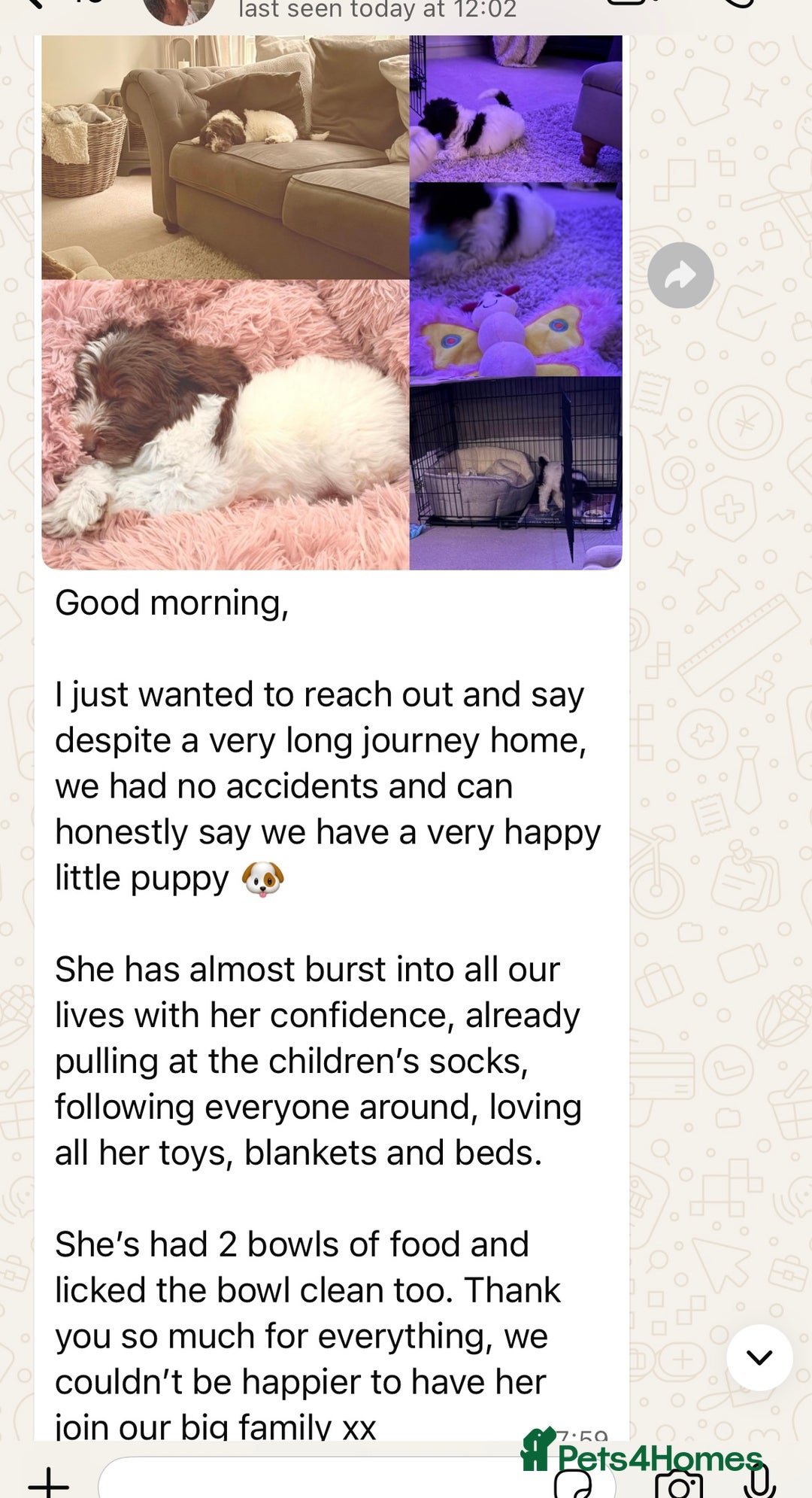 Mixed Breed dogs for sale: Australian Goldendoodles stunning BOYS ONLY   - Image 20