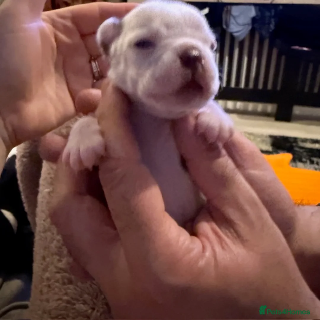 Boston Terrier dogs for sale: KC Registered Boston Terrier in Sheffield - Advert 6