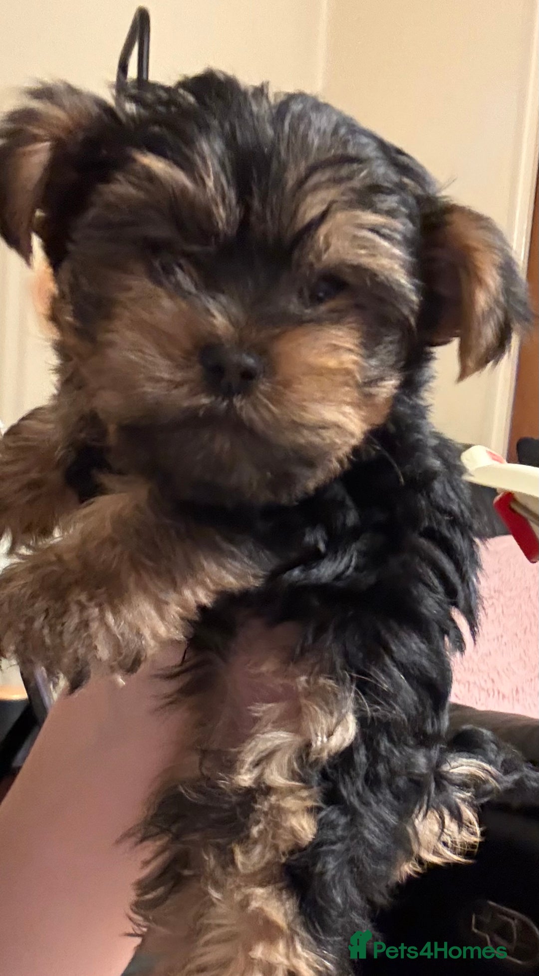 Yorkshire Terrier dogs for sale: Tiny Yorkshire Terriers for sale - Image 18