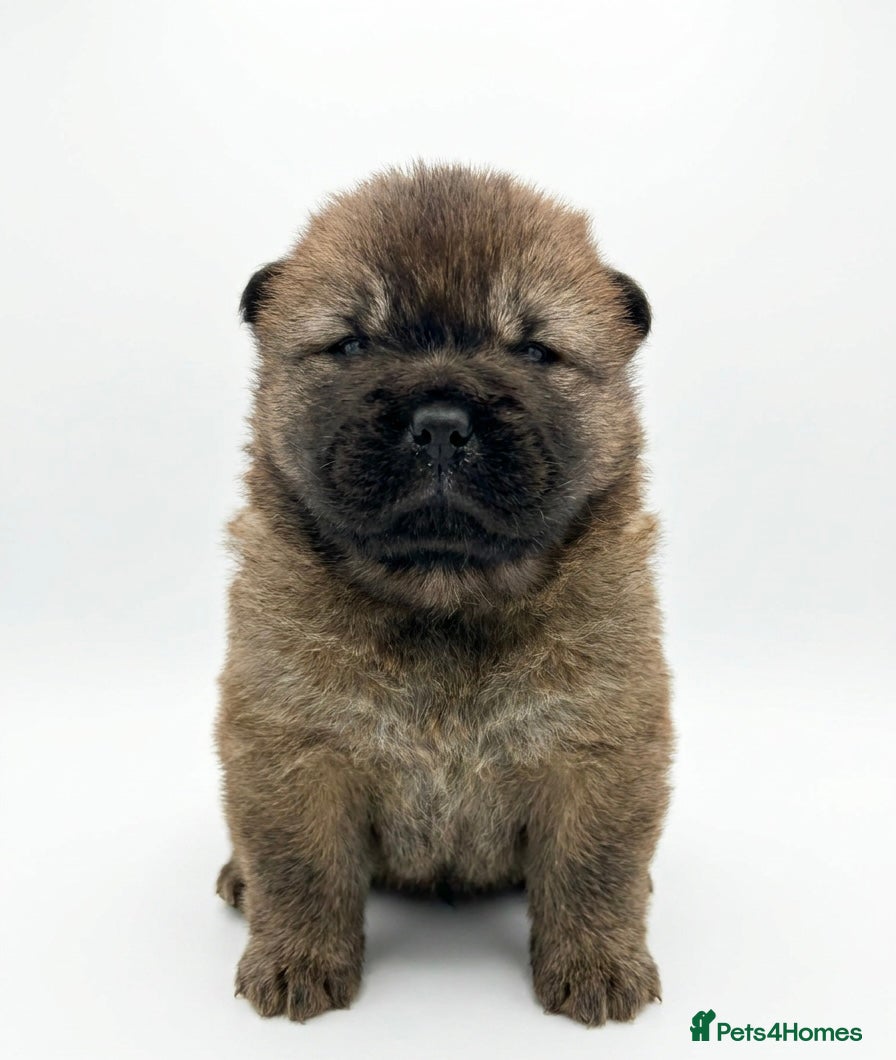 Chow Chow dogs Chow chow puppies - Advert 1