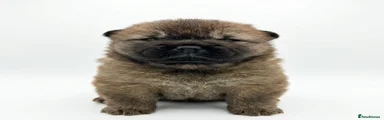 Chow Chow Puppy 2