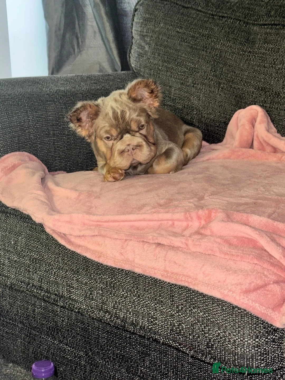French Bulldog dogs for sale:  **  Fluffy French Bulldog  in London - Advert 2