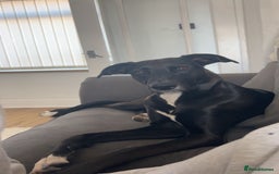 Mixed Breed dogs for sale: Maisie German Shepard X Dalmation - Advert 5