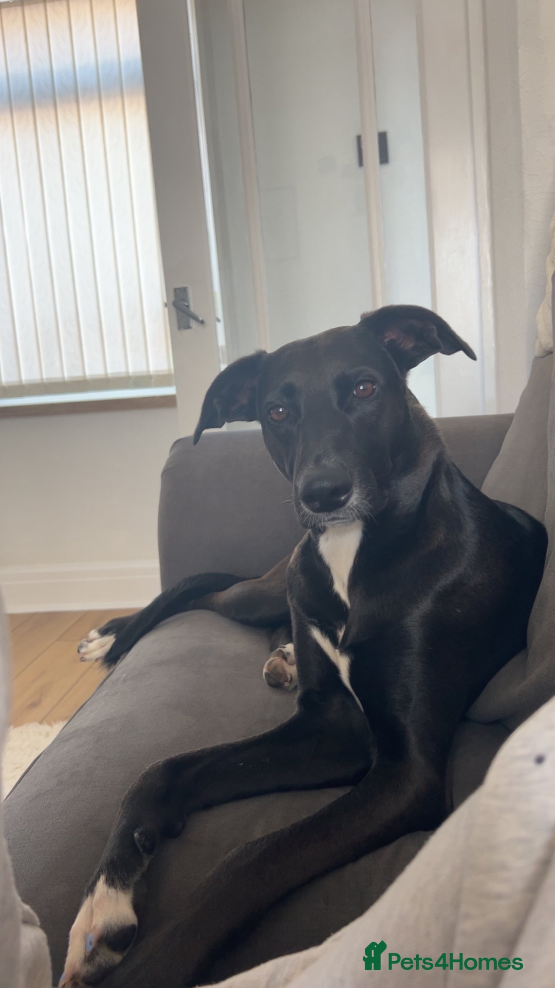 Mixed Breed dogs for sale: Maisie German Shepard X Dalmation - Advert 5