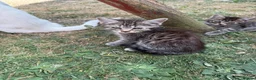 Mixed Breed cats for sale: Gorgeous kittens for sale ready now.  - Advert 6