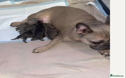 Frug dogs for sale: 4 boys 3 girl frug puppies  - Image 2