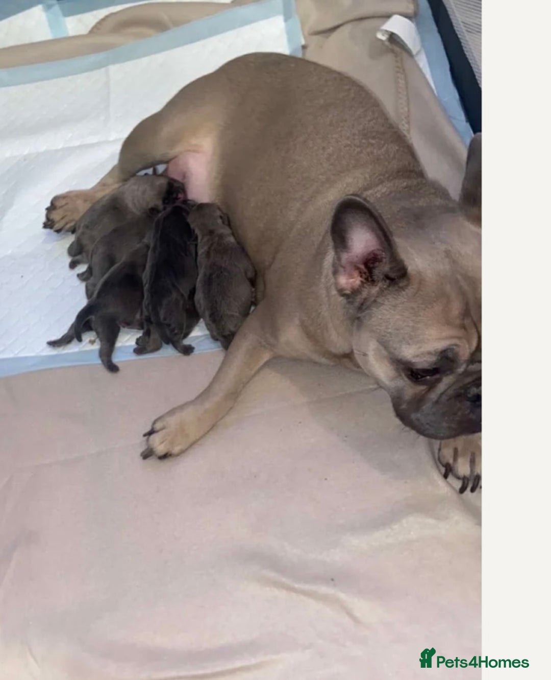 Frug dogs for sale: 4 boys 3 girl frug puppies  - Image 2