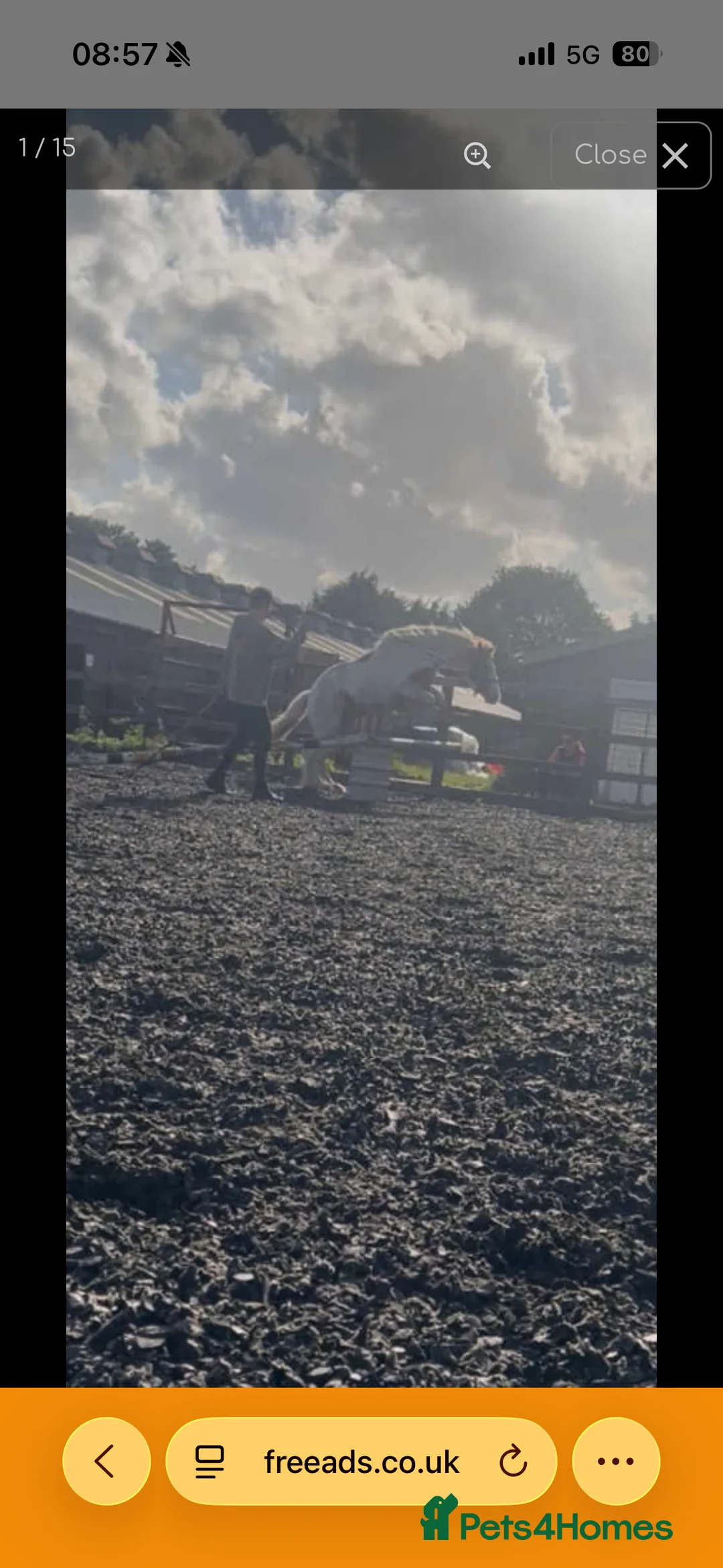 Irish Cob horses for sale: Joey 14.2 Cob  - Advert 11