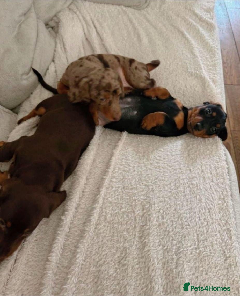 Miniature Dachshund dogs for sale: Beautiful Miniature Dachshund Puppies - Advert 1