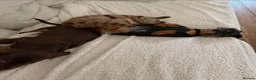 Miniature Dachshund dogs for sale: Beautiful Miniature Dachshund Puppies in Ashford - Advert 1