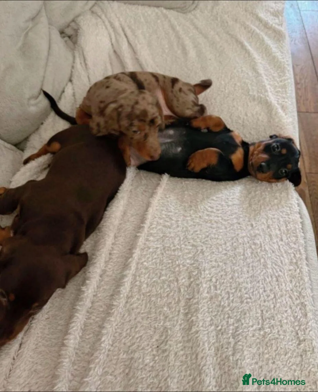 Miniature Dachshund dogs for sale: Beautiful Miniature Dachshund Puppies in Ashford - Advert 1