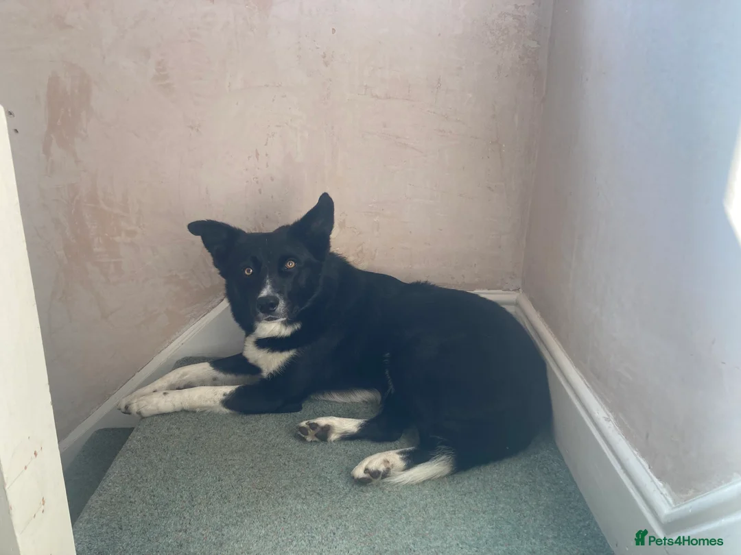 Border Collie dogs for sale: Border Collie in need of a calm home - Advert 5