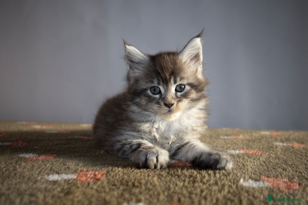 Maine Coon cats for sale: Gorgeous TICA-Registered Maine Coon Kittens! - Advert 3