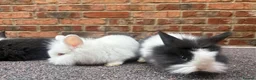 Lionhead rabbits for sale: Pure lionhead babies ready now!  - Advert 2