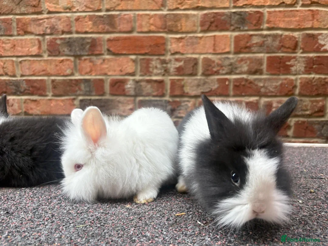 Lionhead rabbits for sale: Pure lionhead babies ready now!  - Advert 2