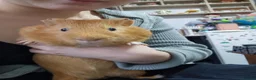 Guinea Pig rodents for sale: Orange guinea pig in London - Advert 4