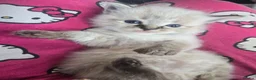 Ragdoll cats for sale: Just 2 left: Purebred female Ragdoll kittens - Advert 34