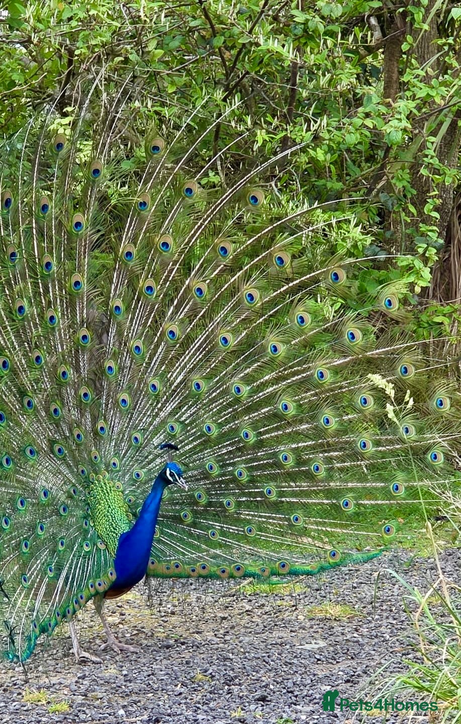 Peafowl poultry Stunning Peacocks for sale-eye catching/elegant  - Advert 7