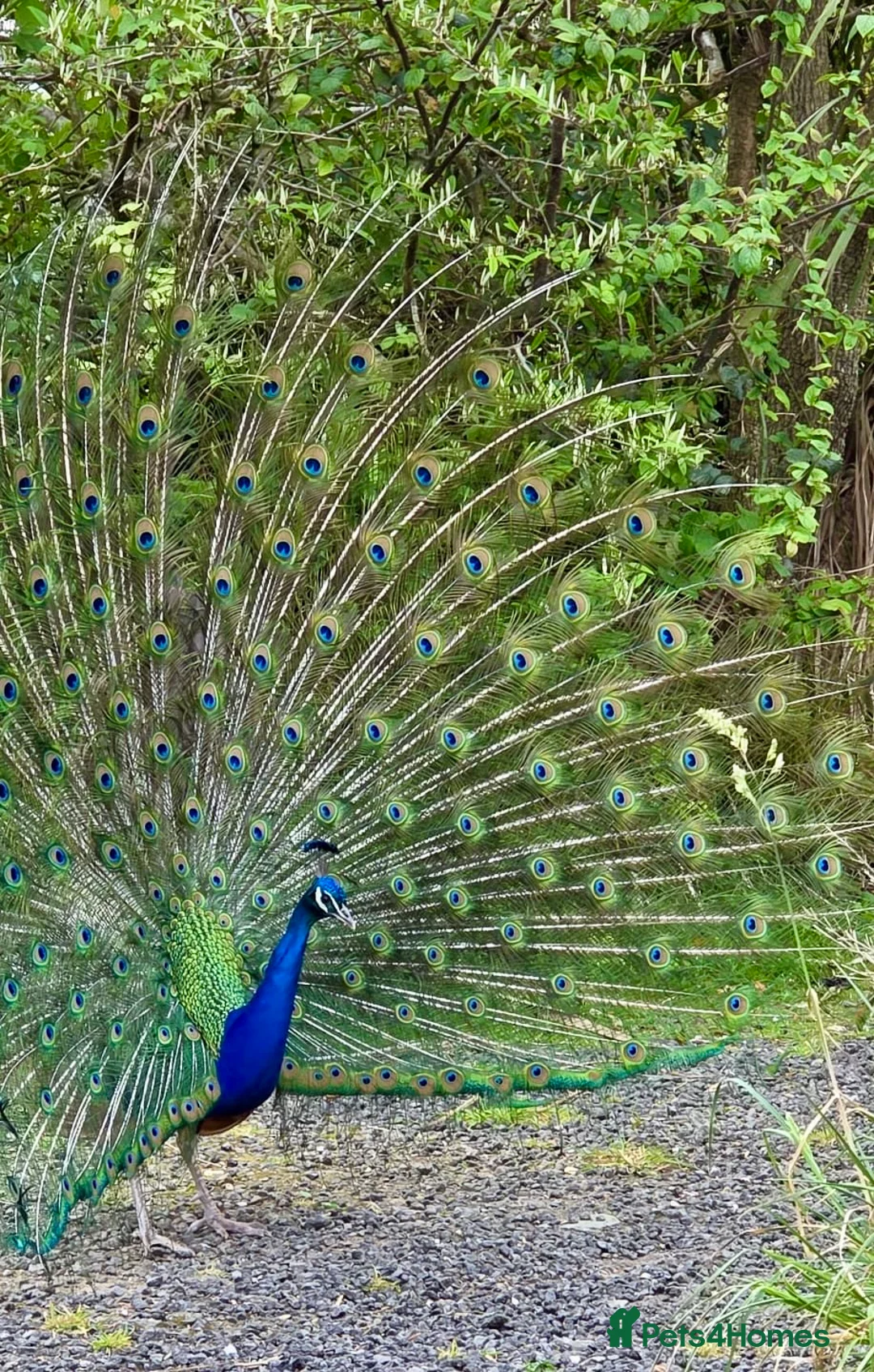 Peafowl poultry for sale: Stunning Peacocks for sale-eye catching/elegant  - Advert 1