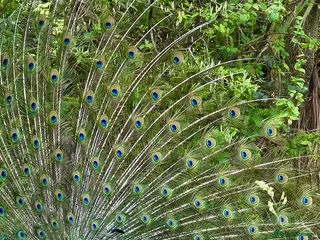 Peafowl poultry Stunning Peacocks for sale-eye catching/elegant - Advert 7