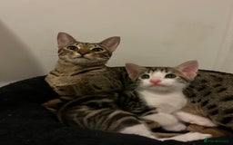 Savannah cats for sale: Savannah cross boy - Image 5