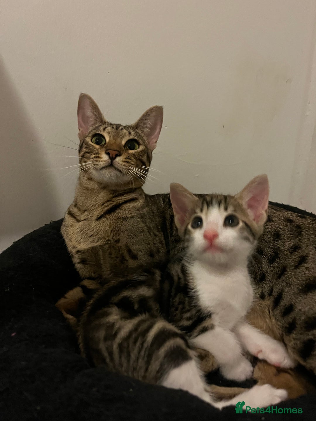 Savannah cats for sale: Savannah cross boy - Image 5