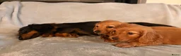 Miniature Dachshund dogs for sale: Long hair miniature dachshunds - Advert 7