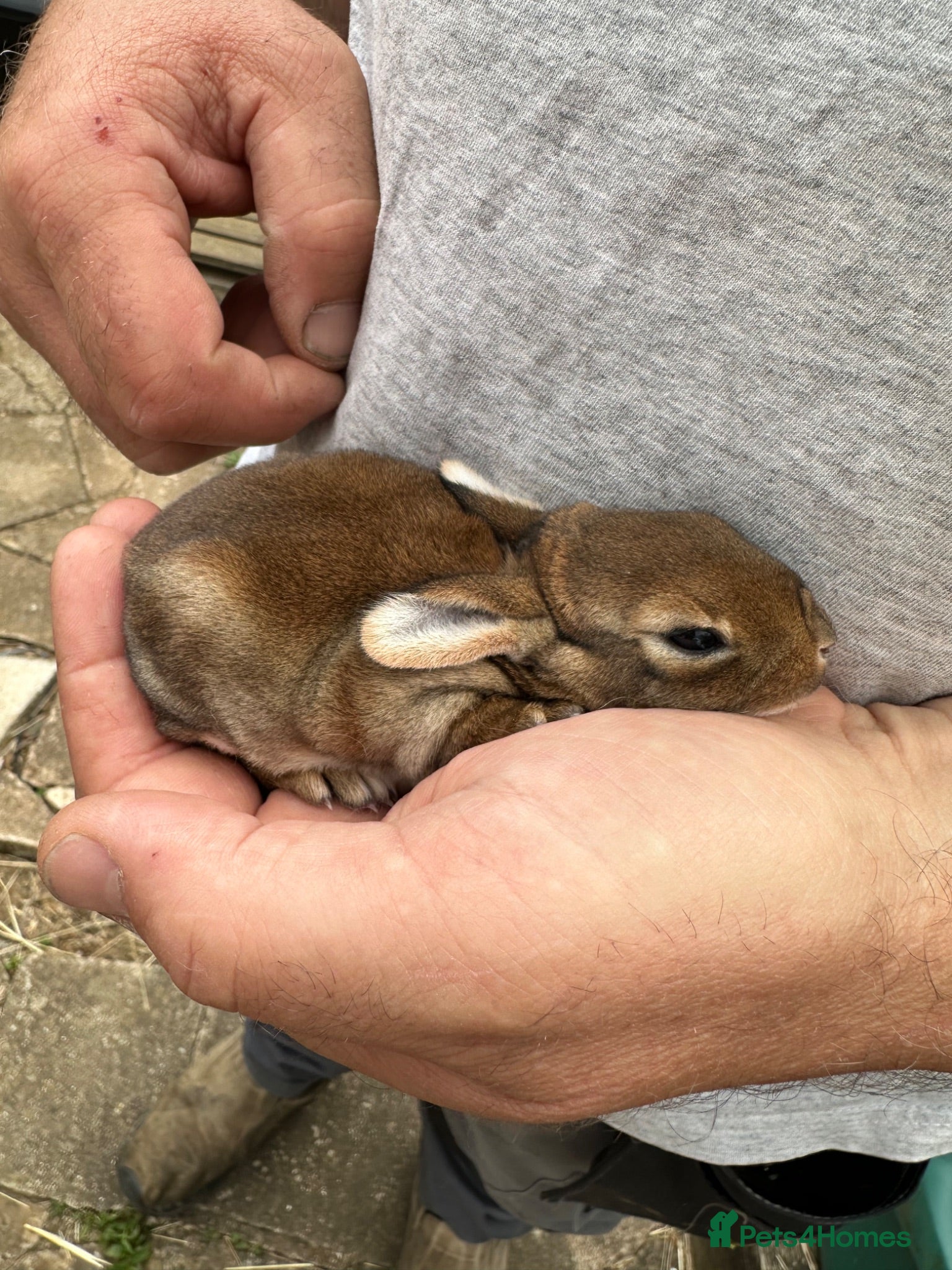 Rex rabbits Beautiful Baby Rex Bunny Ready 14/09 - Advert 5